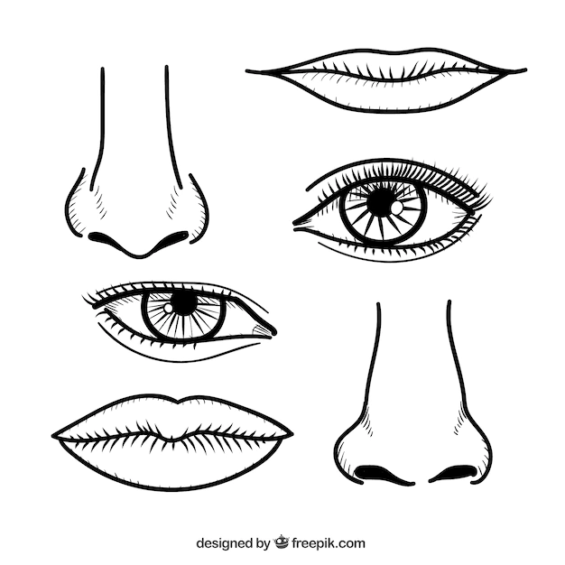 Free Vector | Noses and lips in hand drawn style