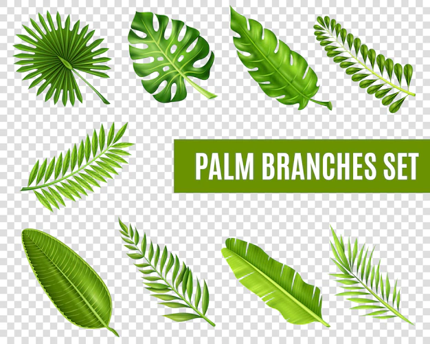 Free Vector | Palm tree branches set