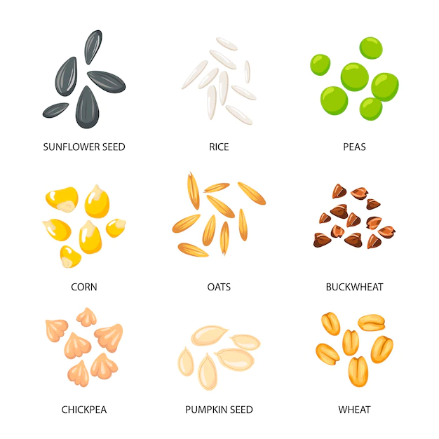 Free Vector | Plant seeds, cereal grains set. illustrations of collection with inscriptions