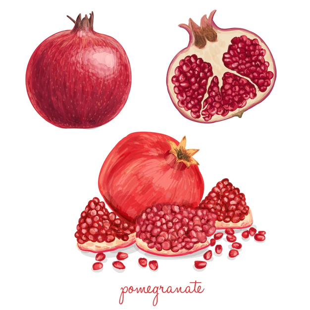 Free Vector | Pomegranate