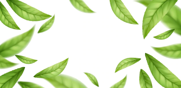 Free Vector | Realistic flying falling green tea leaves isolated on white background. background with flying green spring leaves. vector illustration