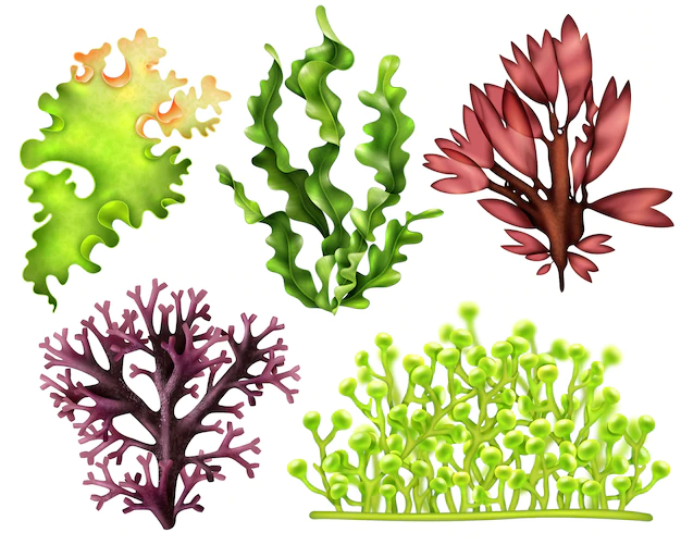 Free Vector | Realistic sea weeds food set