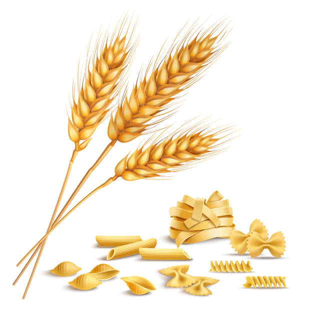 Free Vector | Realistic wheat spikelets and pasta