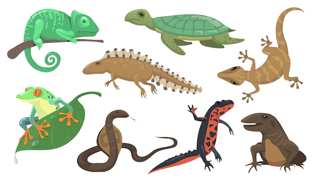 Free Vector | Reptiles and amphibians set. turtle, lizard, triton, gecko isolated on shite background. vector illustration for animals, wildlife, rainforest fauna concept