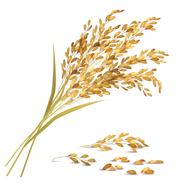 Free Vector | Rice grain illustration