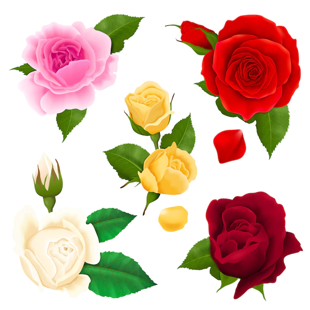 Free Vector | Rose flowers realistic set with different colors and shapes isolated
