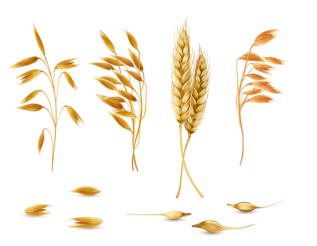 Free Vector | Set of cereal plants, oat spikelets, barley ears, wheat or rye with grains isolated