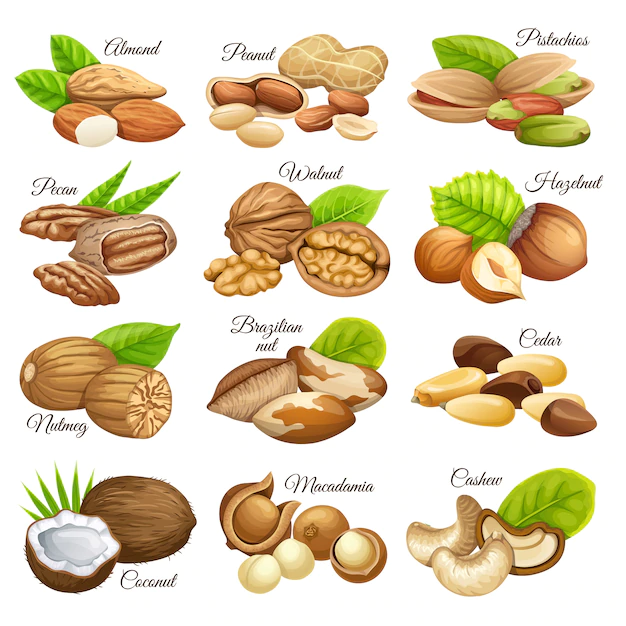 Free Vector | Set of nuts food grains.