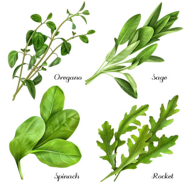 Free Vector | Set of realistic herbs and spices  fresh plants oregano  sage  spinach  arugula