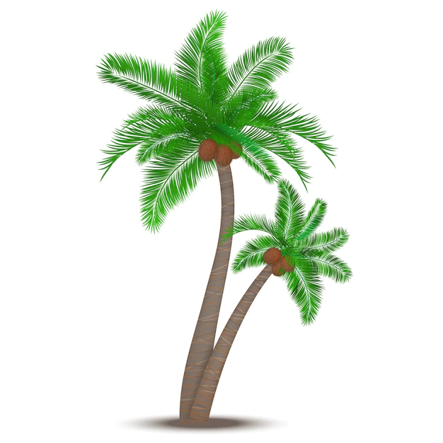 Free Vector | Tropical palm tree with coconuts symbol isolated vector illustration