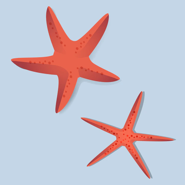 Free Vector | Two red starfish vector illustrarion
