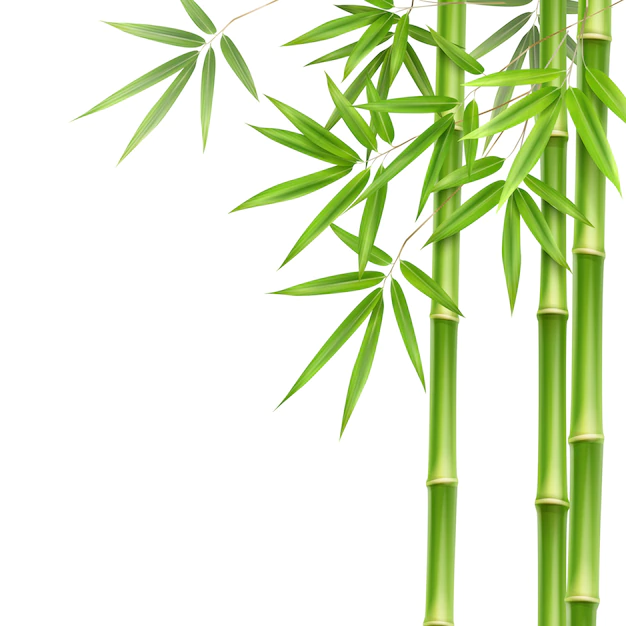 Free Vector | Vector green bamboo stems and leaves isolated on white background with copy space