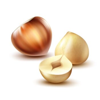 Free Vector | Vector realistic whole and cut hazelnuts close up side view isolated on background