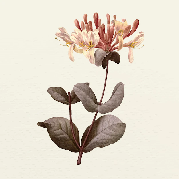 Free Vector | Vintage honeysuckle flower illustration, remixed from public domain artworks