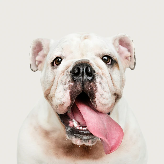 Free PSD | Adorable white bulldog puppy portrait