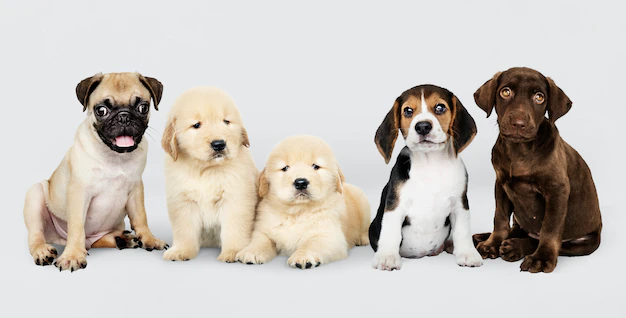 Free PSD | Group portrait of five adorable puppies