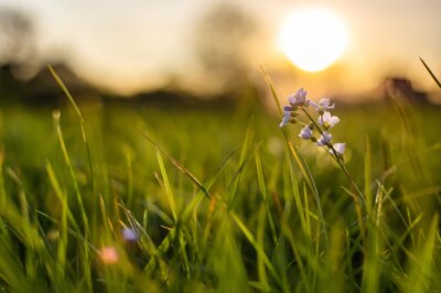 Free Photo | Closeup shot of a tiny flower growing in fresh green grass with a blurred background