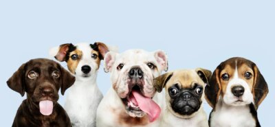Free Photo | Group portrait of adorable puppies