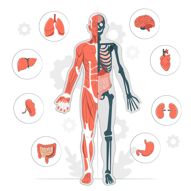 Free Vector | Body anatomy concept illustration