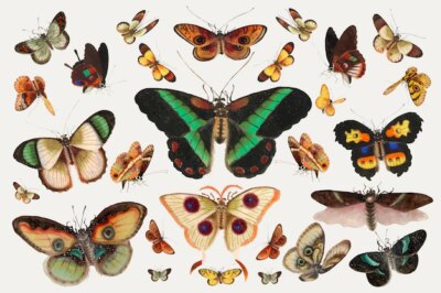 Free Vector | Butterfly and moth insect vector vintage illustration set