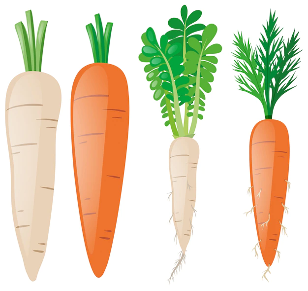 Free Vector | Carrots in different shapes