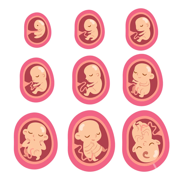 Free Vector | Collection of fetal development moments