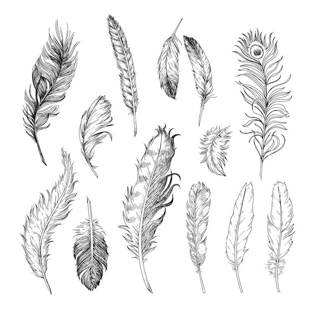 Free Vector | Different feathers of birds engraved illustrations set.