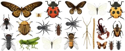 Free Vector | Different insects collection isolated on white background