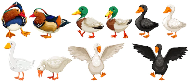 Free Vector | Different kind of ducks and goose illustration