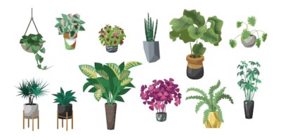 Free Vector | Different plants in pots flat vector illustrations set. indoor flowers in planters, flowerpots or vases with houseplants: begonia, alocasia isolated on white background. nature, urban jungle concept