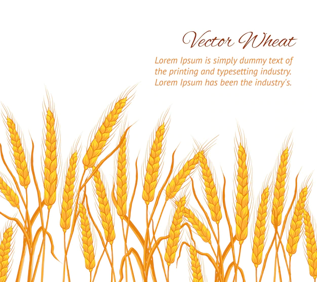 Free Vector | Ears of wheat on white background with sample text template