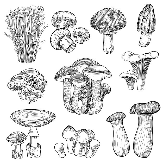 Free Vector | Edible and poisonous forest mushrooms set