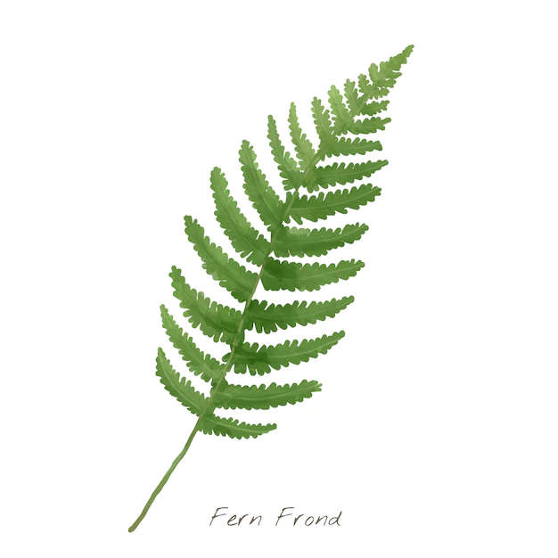 Free Vector | Fern frond leaf isolated on white background