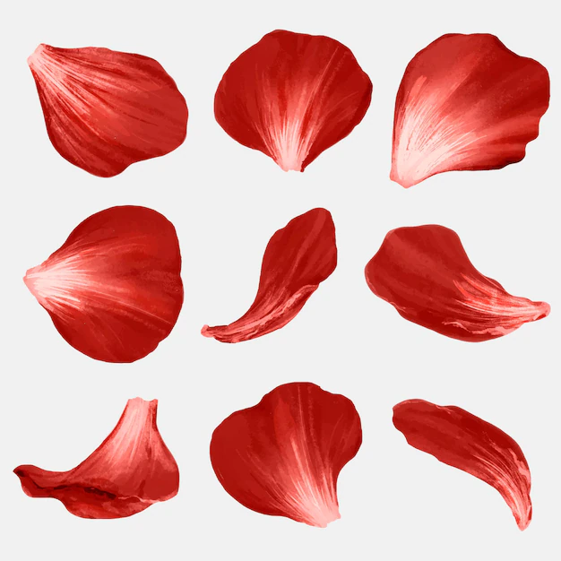 Free Vector | Flower petals element vector set red rose