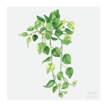 Free Vector | Golden pothos leaf isolated on white background