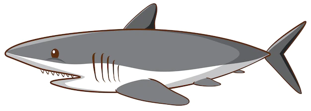 Free Vector | Great white shark on white background
