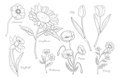 Free Vector | Hand drawn botanical flower chart