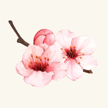 Free Vector | Hand drawn cherry blossom flower isolated