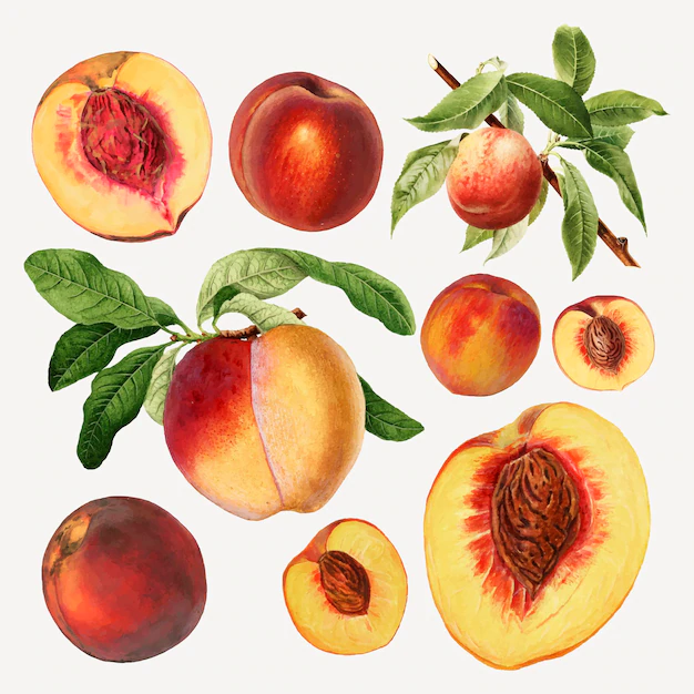 Free Vector | Hand drawn natural fresh peaches