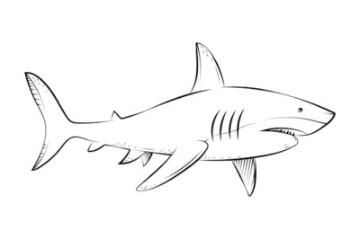 Free Vector | Hand drawn shark outline illustration