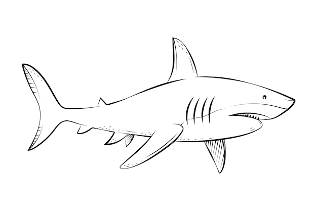 Free Vector | Hand drawn shark outline illustration