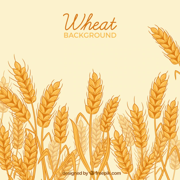 Free Vector | Hand drawn wheat background