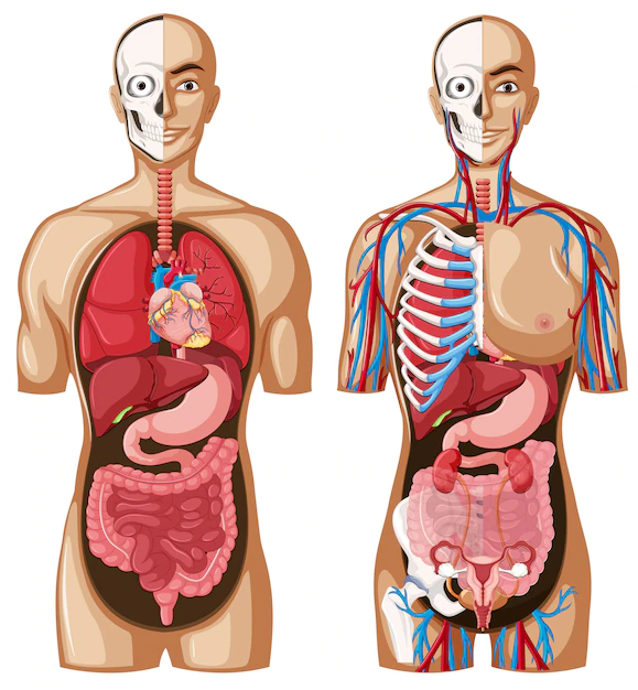 Free Vector | Human anatomy model with different systems