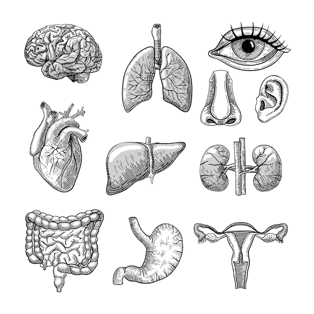 Free Vector | Human body organs engraved illustrations set