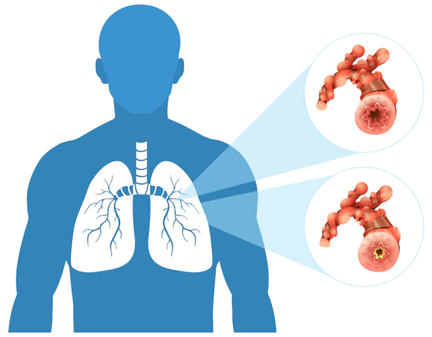 Free Vector | Human lung on white background