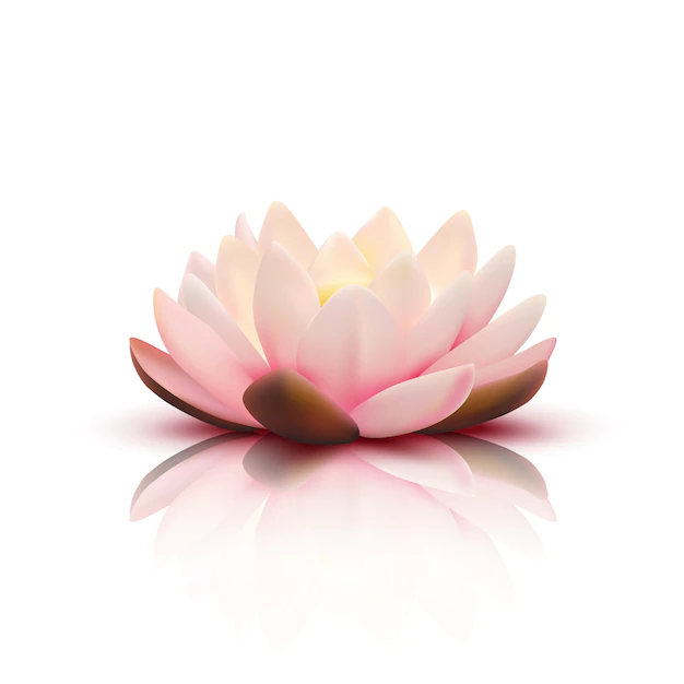 Free Vector | Isolated flower of lotus with light pink petals with reflection on white background 3d vector illustration