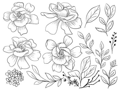 Free Vector | Isolated gardenia flower line art with leaves element