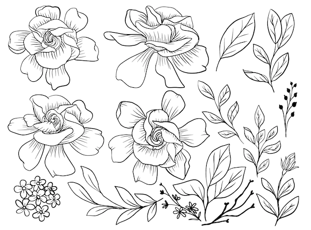 Free Vector | Isolated gardenia flower line art with leaves element