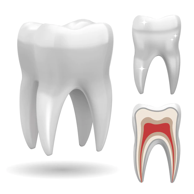 Free Vector | Isolated three-dimensional tooth, with front and cut version