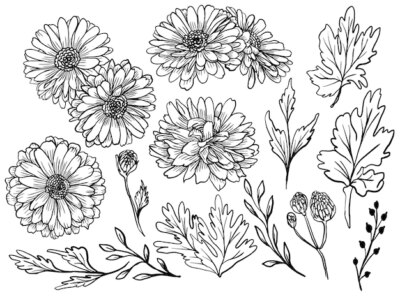 Free Vector | Isolated zinnia flower line art drawing with leaves element